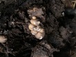 <b>Date:</b> December 2020<br><b>Location:</b> Barouk cedar reserve<br><b>Photo:</b> Rana El Zein
